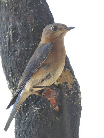 Female Eastern Bluebird on feeder
