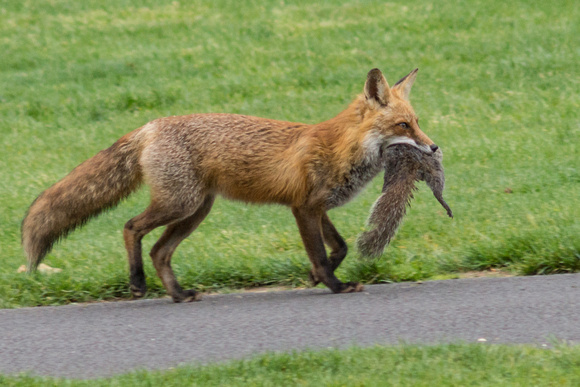 Female Red Fox with Squirrel