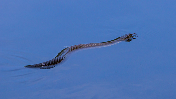 Water Snake on blue - Lake Audubon