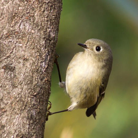 Female Ruby-crowned Kinglet - front view