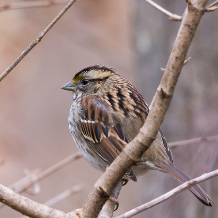 White-throated Sparrow behind a branch
