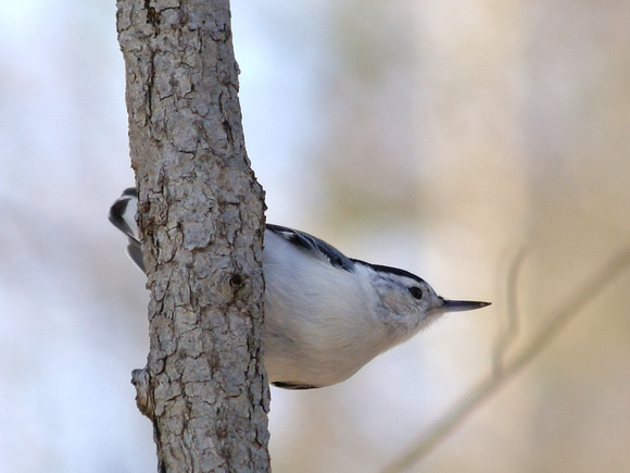 White-breasted Nuthatch - underside