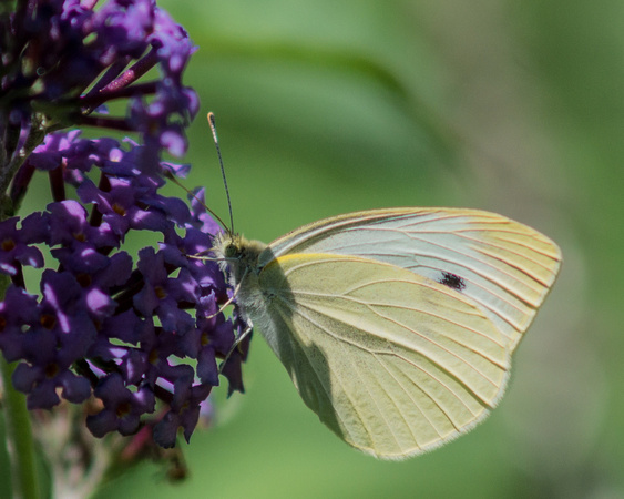 Cabbage White on Butterfly bush