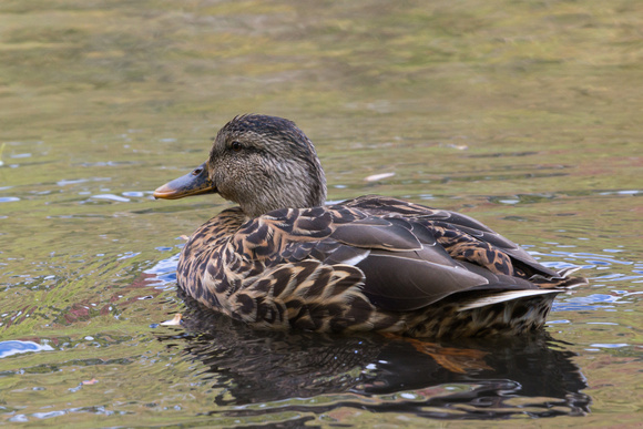 Female Mallard - west Lake Audubon