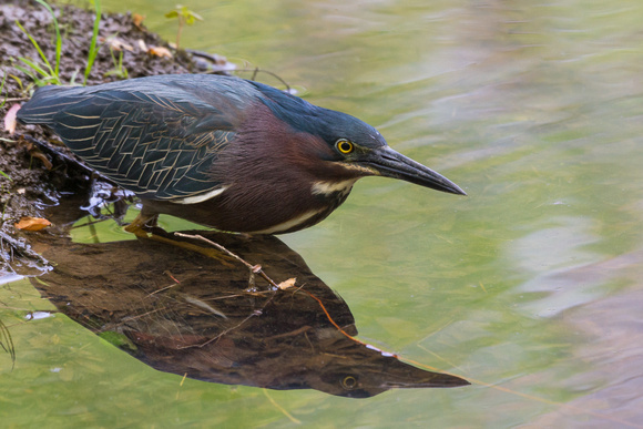 Green Heron with reflection