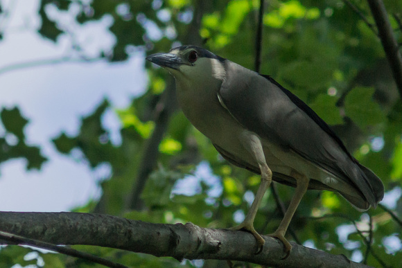 Black-crowned Night-Heron - in tree