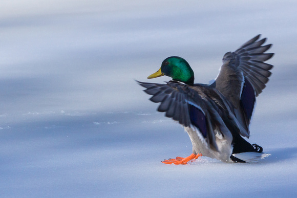Male Mallard landing on ice