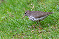 Spotted Sandpiper in the grass