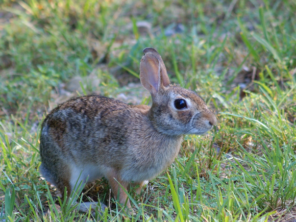 Cottontail at roadside