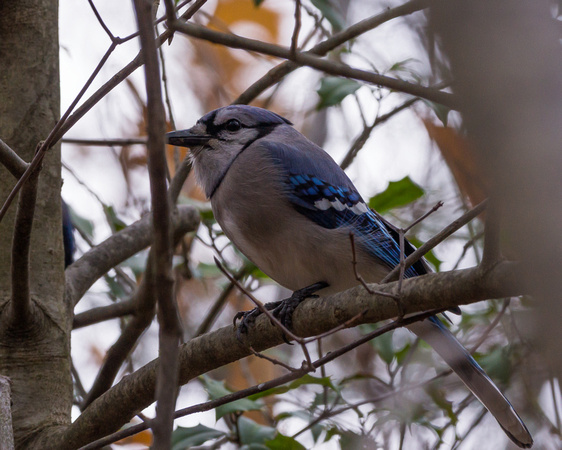 Blue Jay through branches