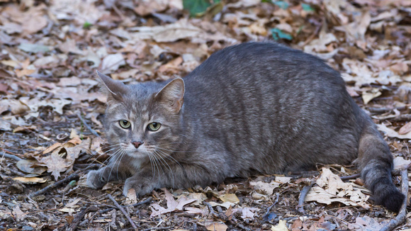 Cat on the forest floor