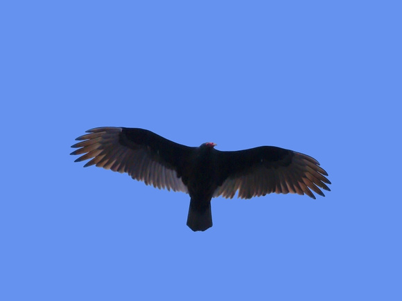 Soaring Turkey Vulture
