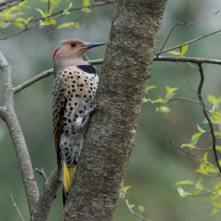 Northern Flicker - female - on a tree trunk