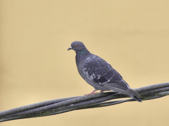 Pigeon from hotel window - Cangas de Onis