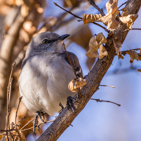 Northern Mockingbird with dead leaves