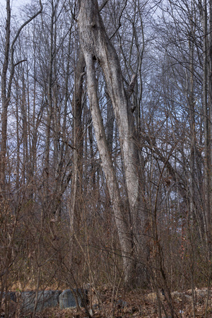 Split-trunk Oak