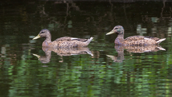 Mallard pair - Lake Audubon