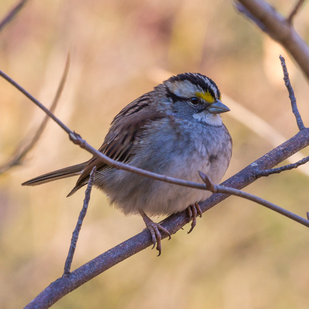 White-throated Sparrow on a thin branch