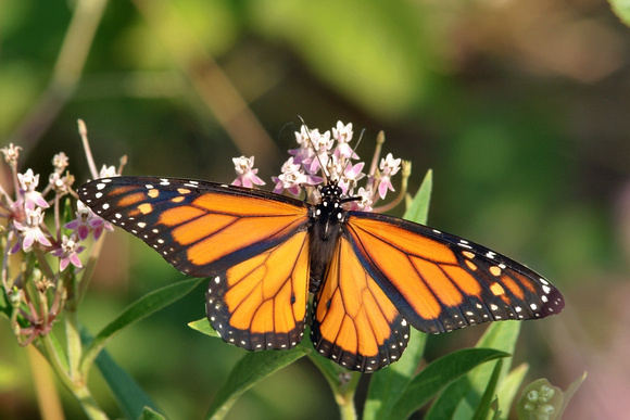 Male Monarch - wing tops