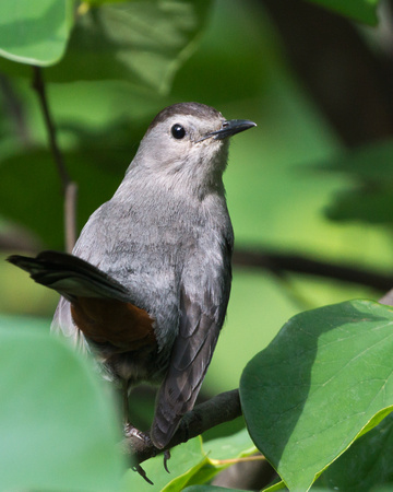 Gray Catbird in our Redbud tree