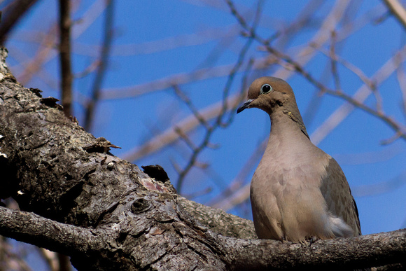 Mourning Dove in Pine