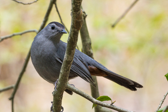 Gray Catbird in a tree