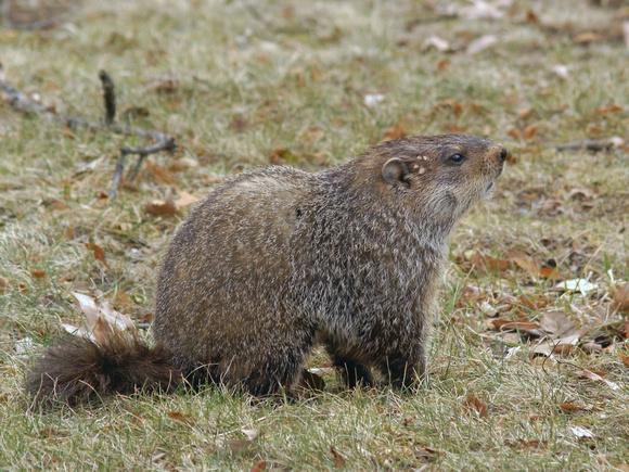 Groundhog at rest