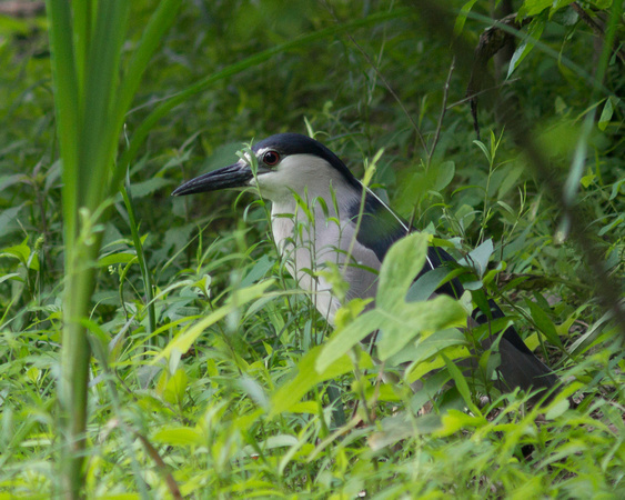 Black-crowned Night-Heron - Links Pond