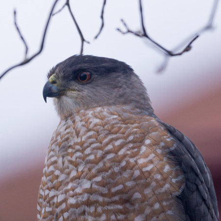 Cooper's Hawk in Dogwood out front