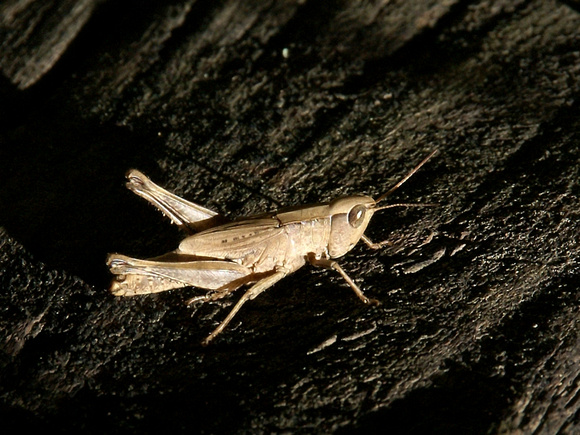 Short winged grasshopper - Melanoplus scudderi - HSV Arkansas