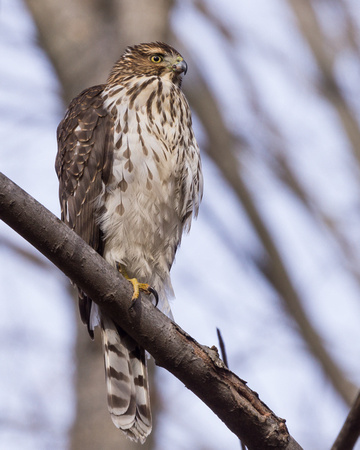 Young Cooper's Hawk on a high branch