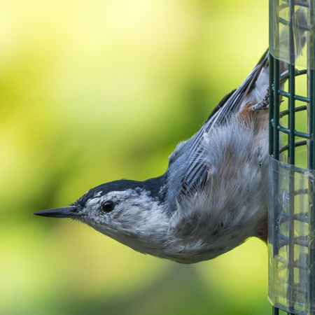 White-breasted Nuthatch at feeder
