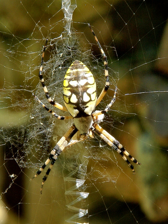 Garden Spider - Argiope aurantia - HSV Arkansas