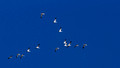 More of the flock - Snow Geese