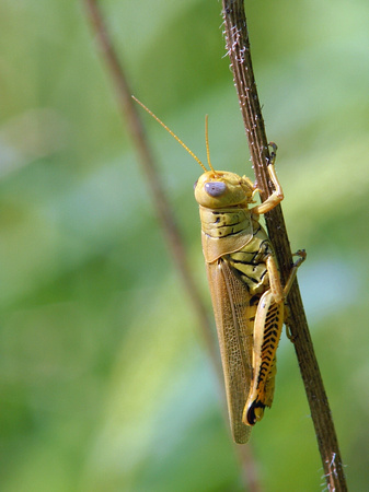 Grasshopper on undergrowth stem