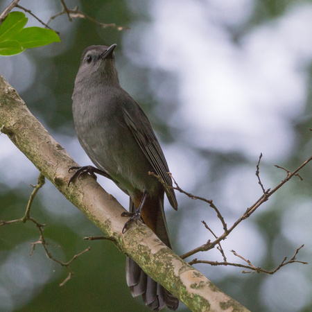 Gray Catbird on a branch