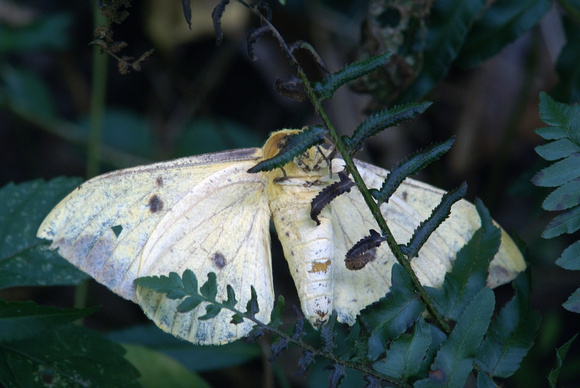 Imperial moth - underside