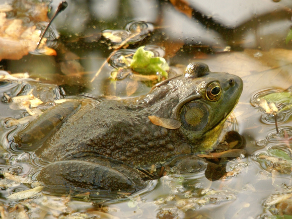 Mr Bull Frog of Links Pond