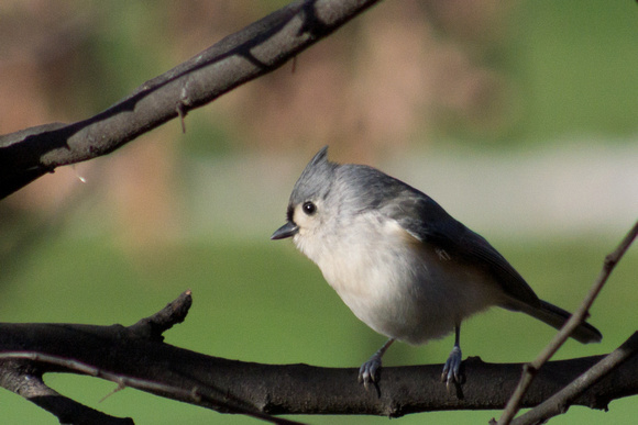 Tufted Titmouse on Redbud branch