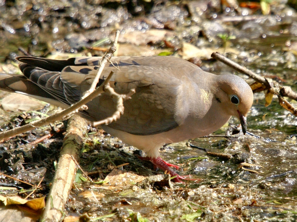 Mourning Dove in the muck