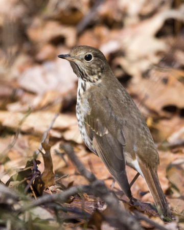 Hermit Thrush in the leaves