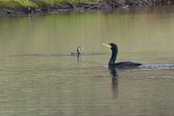 Pied-billed Grebe and Double-crested Cormorant - Links Pond
