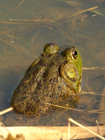 Bull Frog in AM sun - Links Pond