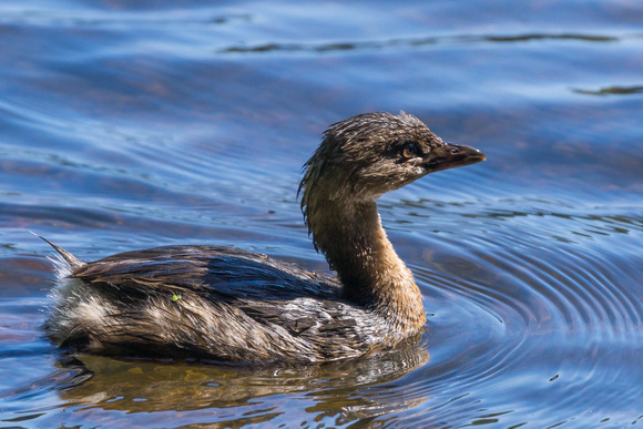 Another of the Pied-billed Grebe