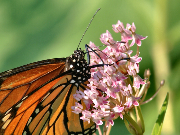 Male Monarch closeup