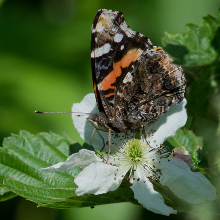 Red Admiral - ventral view
