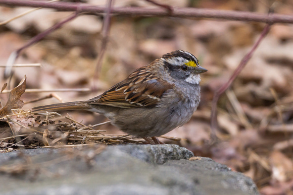 White-throated Sparrow on a rock