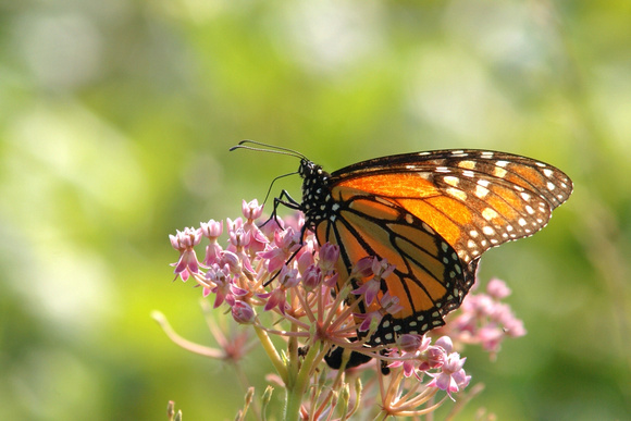 Male Monarch backlit