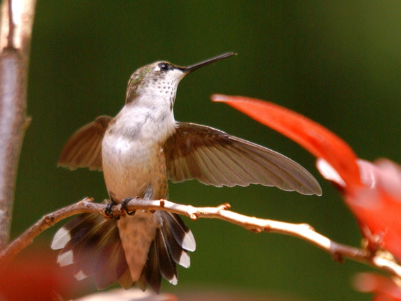 Young male Ruby-Throated Hummingbird displays - Green Mountain NC