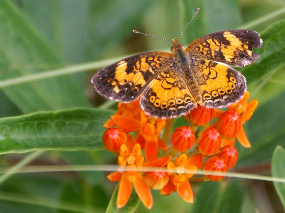 Pearl Crescent - Phyciodes tharos - on wildflower